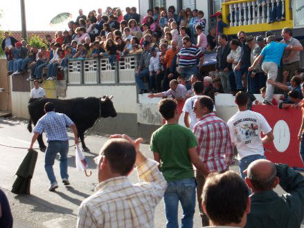  Portugal, Azores ....a photo from the running of the bulls