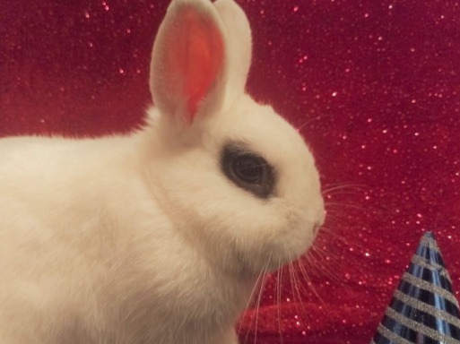 photo of Rufus the Rabbit with party hat