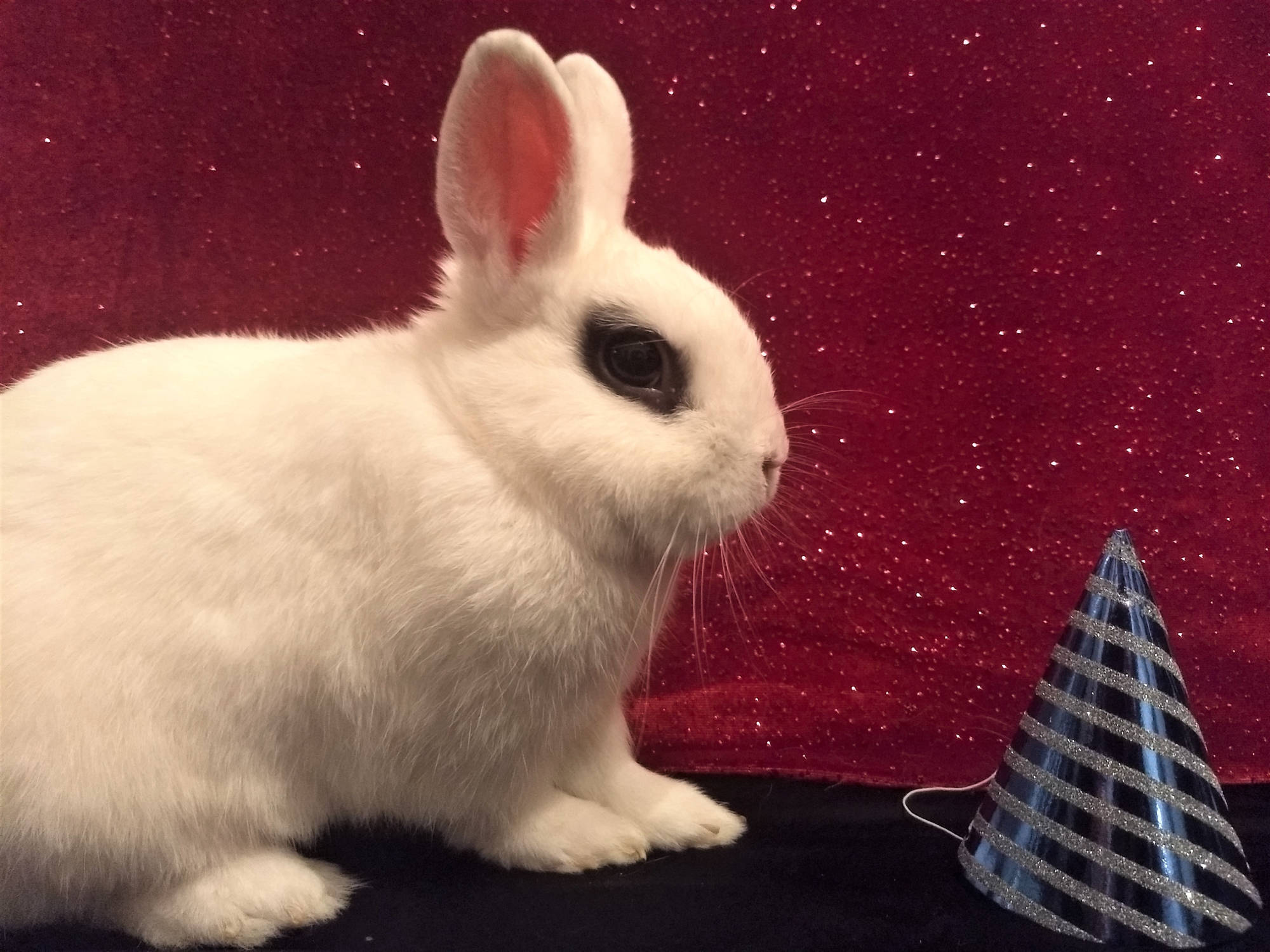 Rufus the Rabbit with party hat